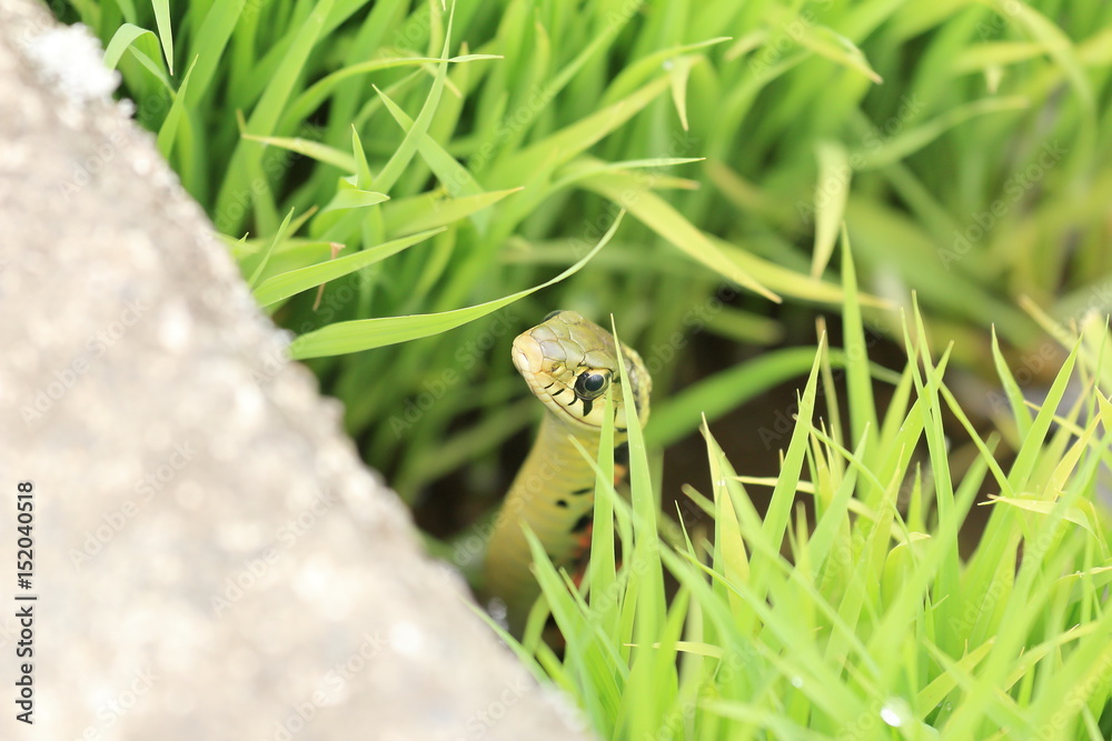 Rhabdophis tigrinus in rice field in Japan Rhabdophis tigrinus in rice field in Japan