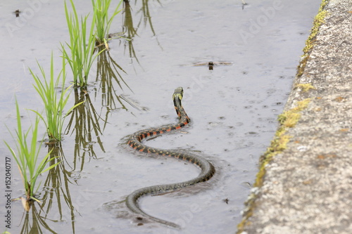 Rhabdophis tigrinus in rice field in Japan photo