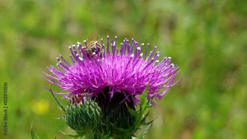 アザミの花と蜜蜂 アザミの花と蜜蜂