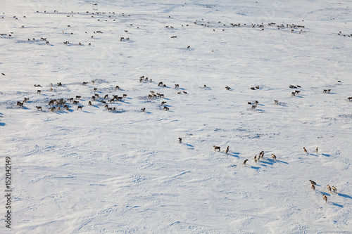 Deer in winter tundra, view from above