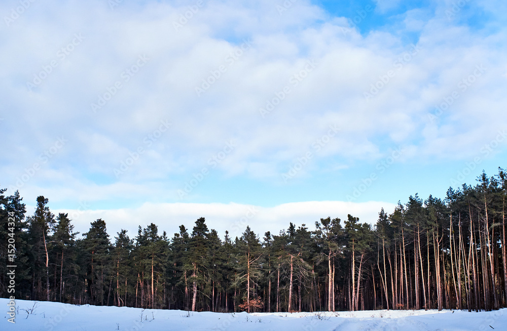 Fototapeta premium Edge of a winter foreset