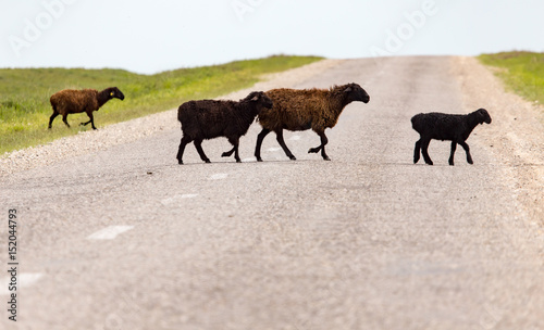 A herd of rams cross the road