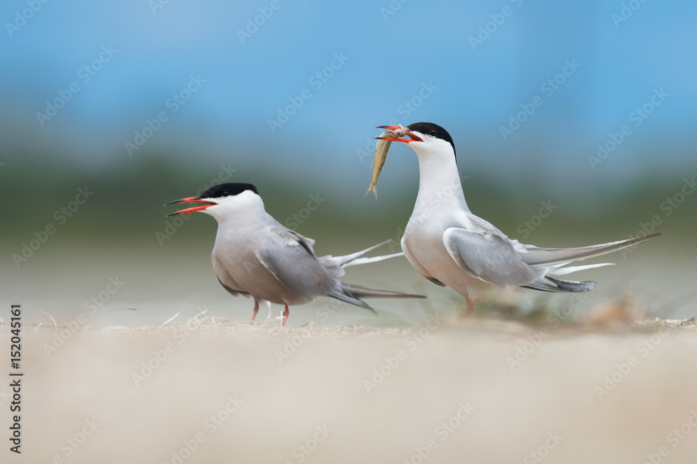 Couple of common terns in courtship display Couple of common terns in courtship display