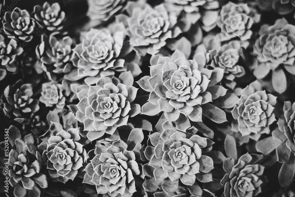 Obraz premium Beautiful spring flowers in the greenhouse. Botanical garden