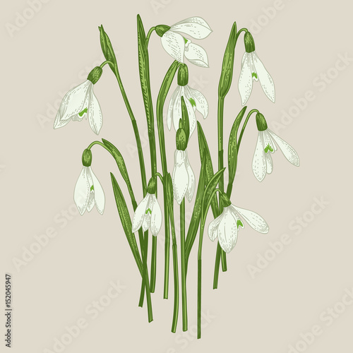 Bouquet of snowdrops.