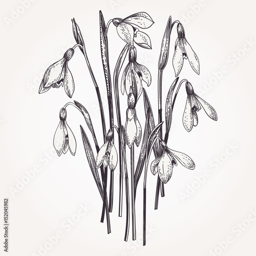 Bouquet of snowdrops.