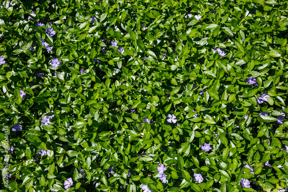 Blooming wild blue flowers in forest. Blooming wild blue flowers in forest.