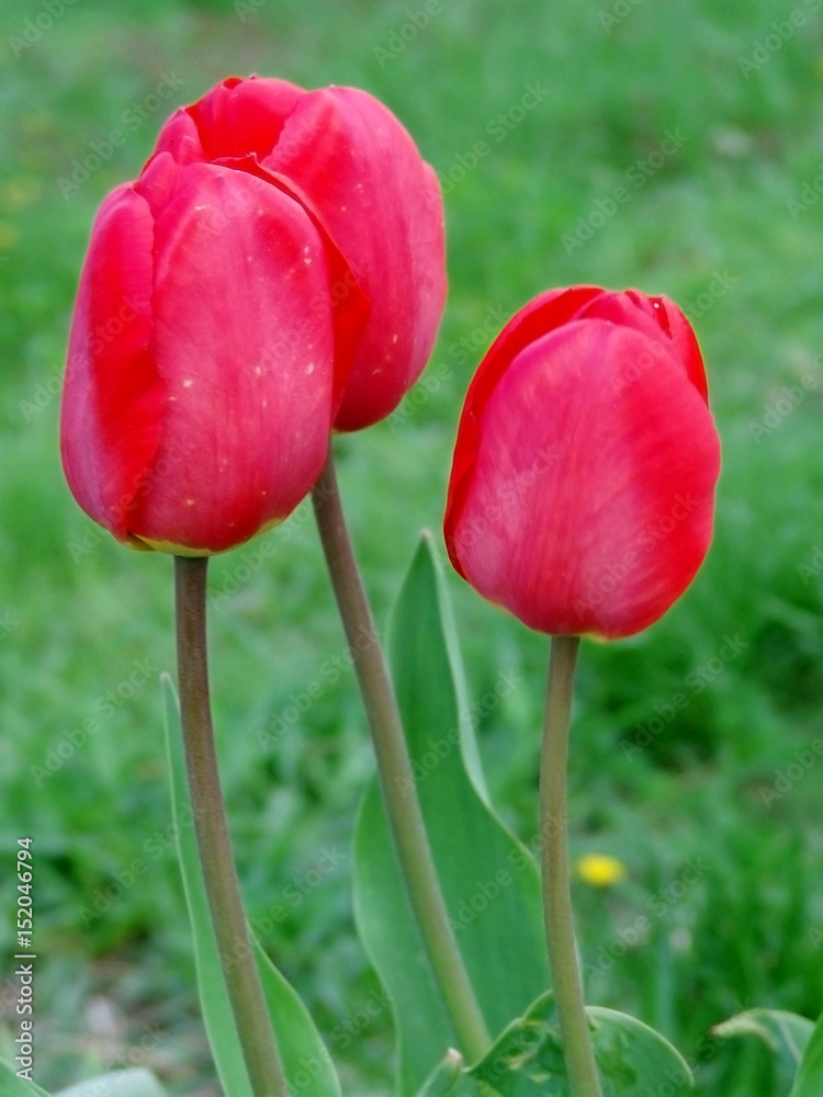 tulip, nature, background, flower, green, red, tulips landscape, floral, leaf, landscape, field, tulips background, colorful, day, petal, summer, red tulips, sun, tulips decoration, sunlight, spring, 