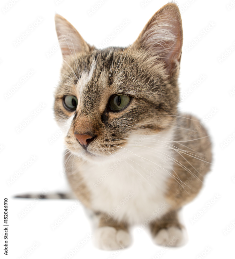 Fototapeta premium Portrait of a cat on a white background
