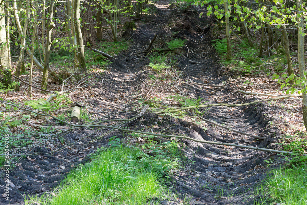 Fototapeta premium Fahrspuren im Wald