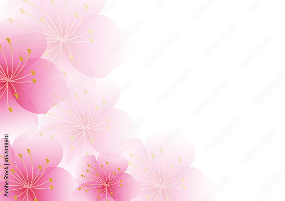 Cherry blossom flowers background. Sakura  pink flowers background.