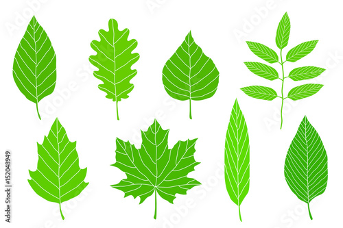 set of green leaves