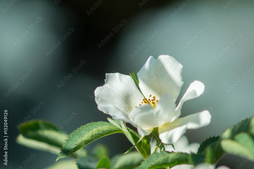 white flower in foreground on garden background