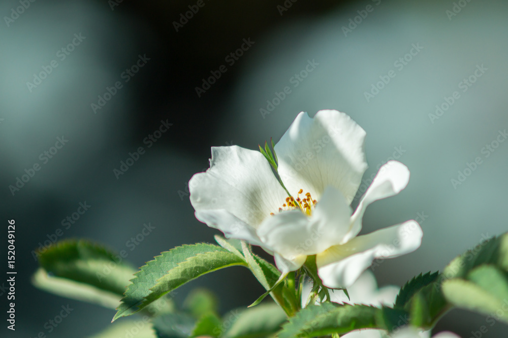 Fototapeta premium white flower in foreground on garden background