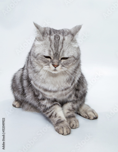 grey striped cat on a white background