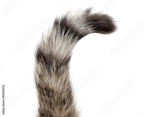 Striped cat tail on white background photo