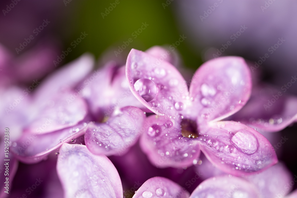A drop of water on the flowers of lilac A drop of water on the flowers of lilac