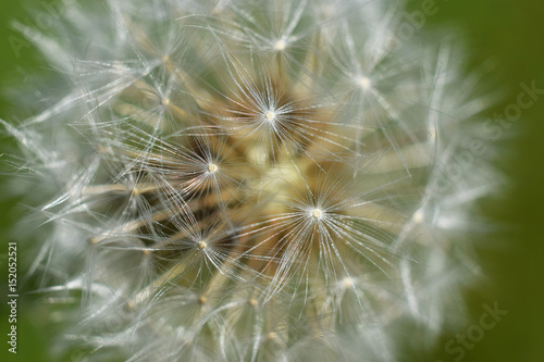 Pusteblume