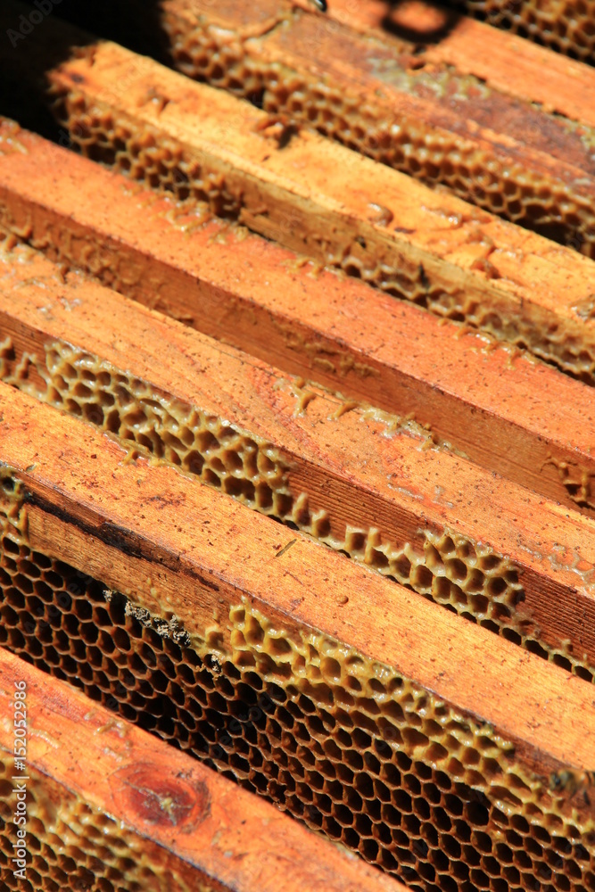 Frames with bee honeycombs Frames with bee honeycombs