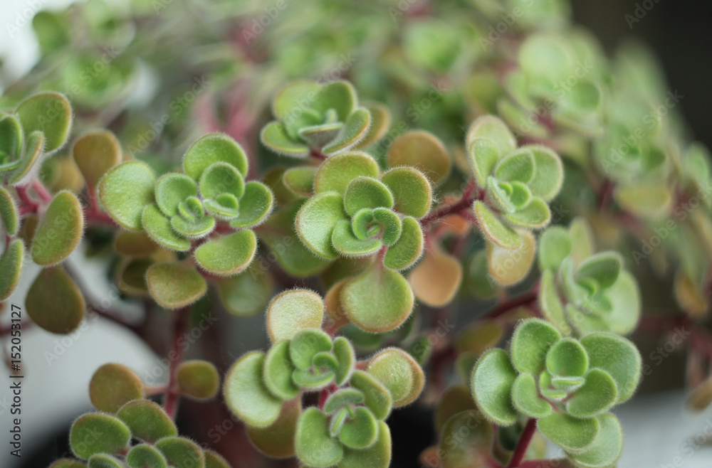 Crassula Crassula