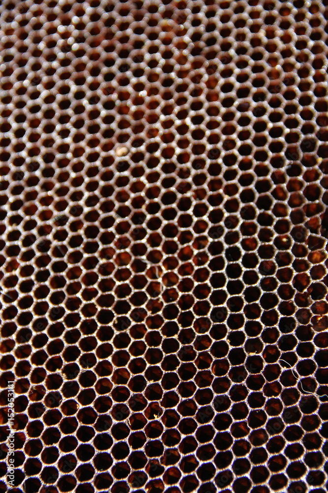 Honeycombs empty Honeycombs empty