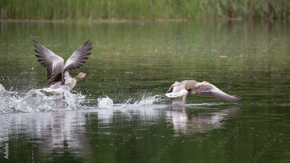 Greylag Goose