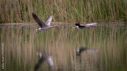 Greylag Goose