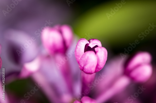 Beautiful little flowers of lilac. macro