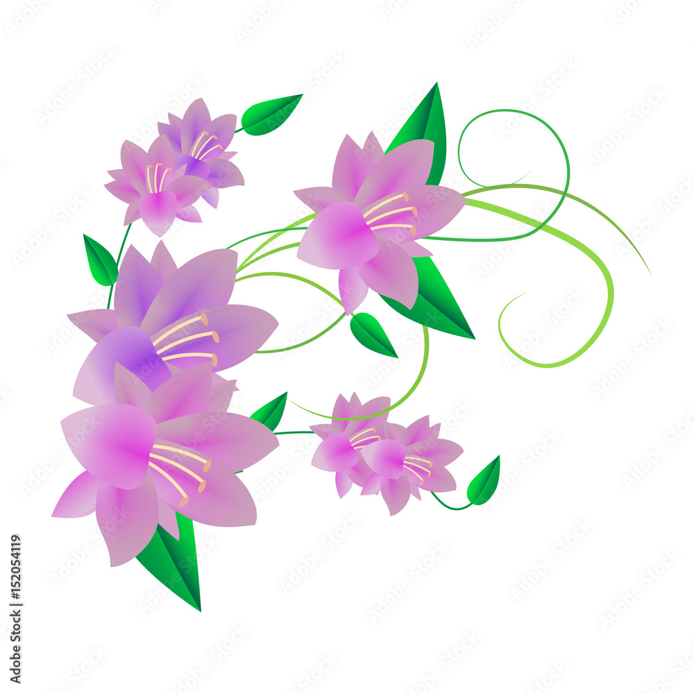 pale purple flowers on white background