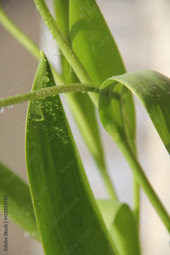 Obraz premium Liście tulipanów.