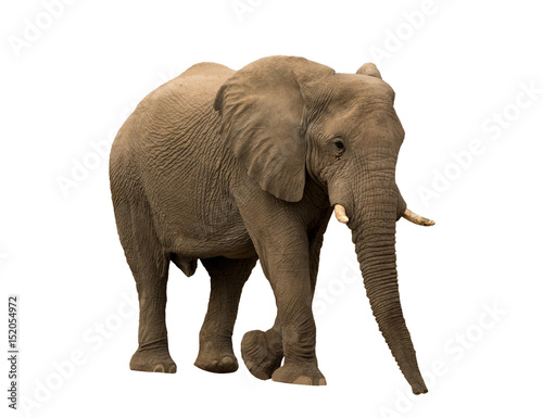 African desert Elephant isolated on white background, seen and shot in namibia, africa.
