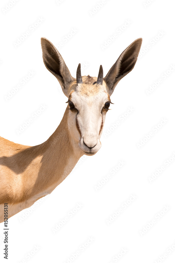 Portrait of a Springboks head, isolated on white background, seen in namibia, africa.