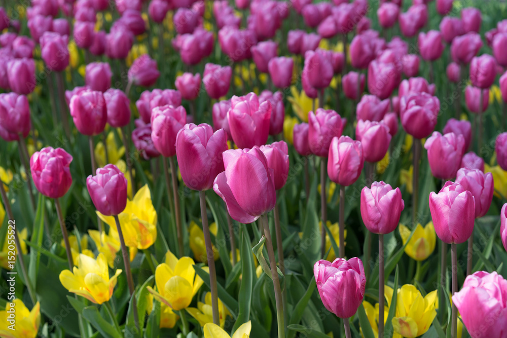 Purple tulips for spring background 