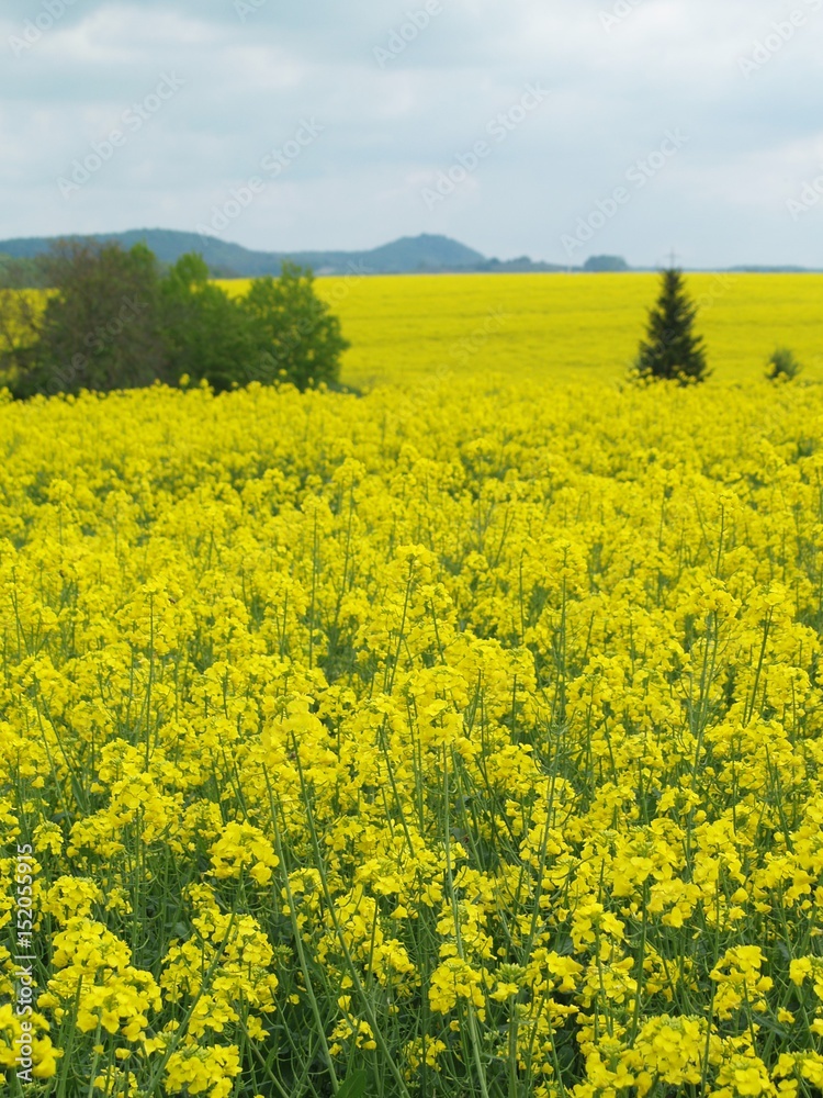 Obraz premium Rape field