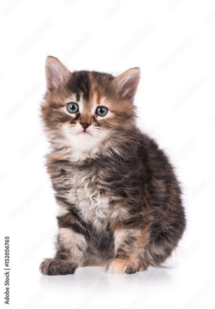 Cute siberian kitten Cute siberian kitten