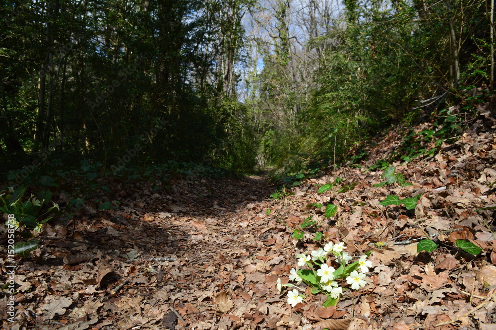 Primevère en sous-bois Primevère en sous-bois