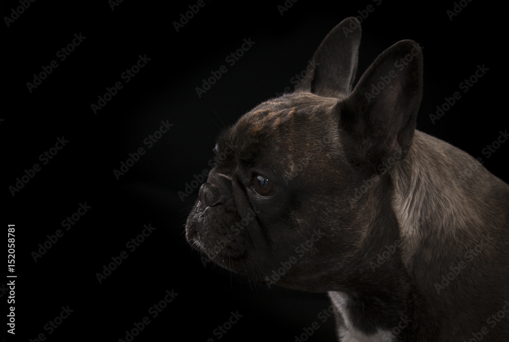 Portrait of an adorable French bulldog - studio shot, isolated on black.