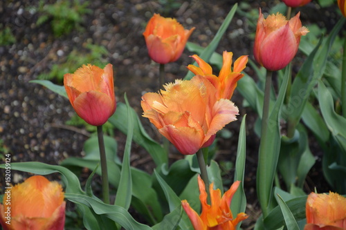 Tulpe, Blume
