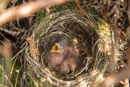 Junge Vögel im Nest