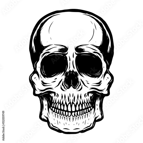 Hand drawn human skull on white background. Vector illustration