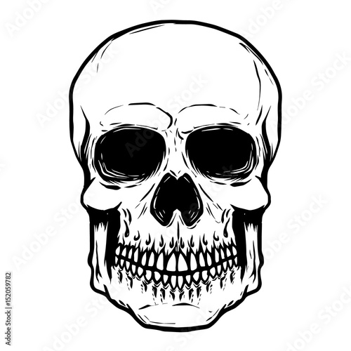 Hand drawn human skull isolated on white background. Vector illustration