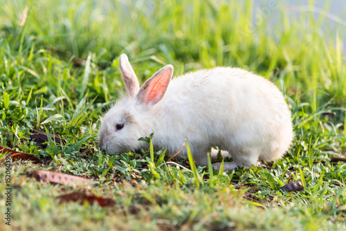 White rabbit on the grass.