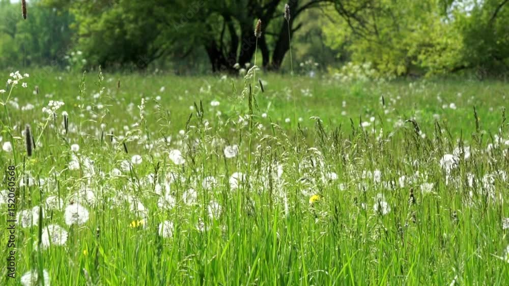grüne wiese mit pusteblumen