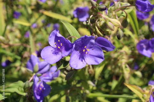 Blue "Spiderwort" flower (or Spider Lily) in St. Gallen, Switzerland. Its Latin name is Tradescantia, native to North and South America.