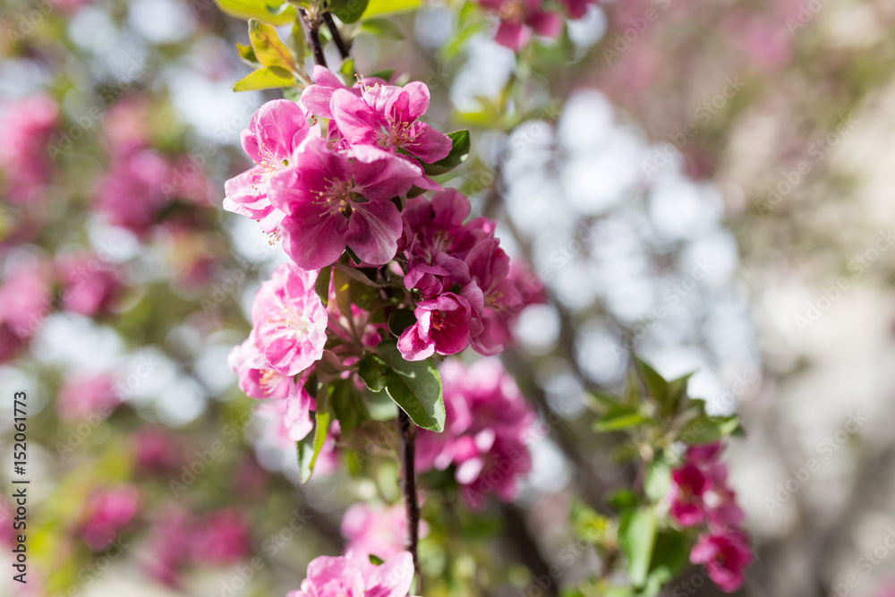 Fototapeta premium Beautiful red flowers on an apple tree
