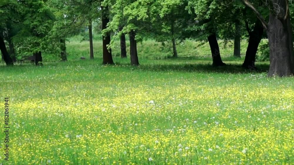gelb grüne parkwiese im frühling, zoom out