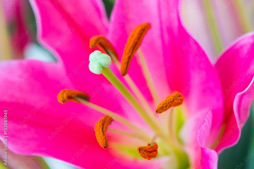 loseup of a white and purple lily against a white bright background