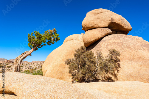 Juniper Tree and Odd Shaped Rock in Joshua Tree National Park, California, USA