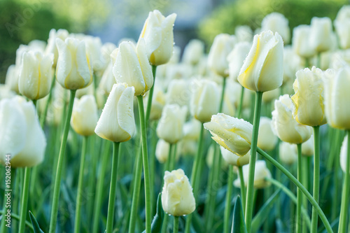 White tulips #152062944