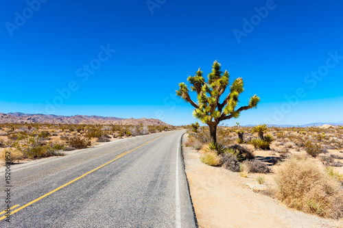 Road in Joshua Tree National Park, California, USA